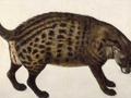 &nbsp;

Fot. 5. Cyweta
afrykańska, autor: Vincenzo Leonardi (1621-1646), źródło:
http://commons.wikimedia.org/wiki/File:Zibetkatze.jpg, dostęp 29.11.2013 r.


